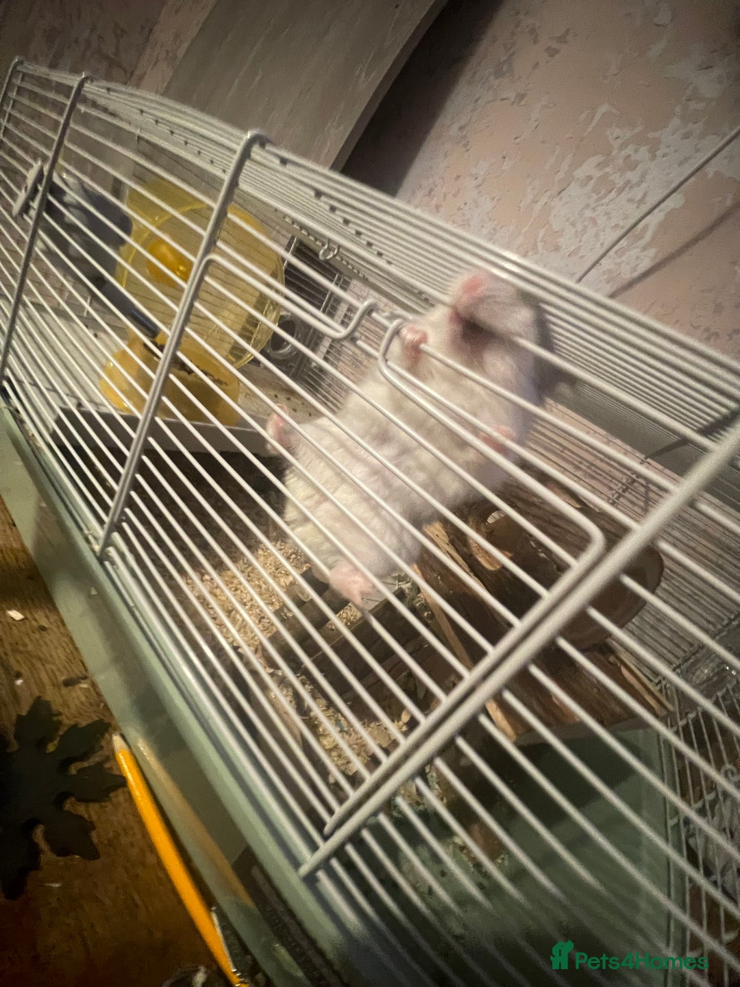 Hamster rodents for sale: Russian dwarf hamster - Image 1