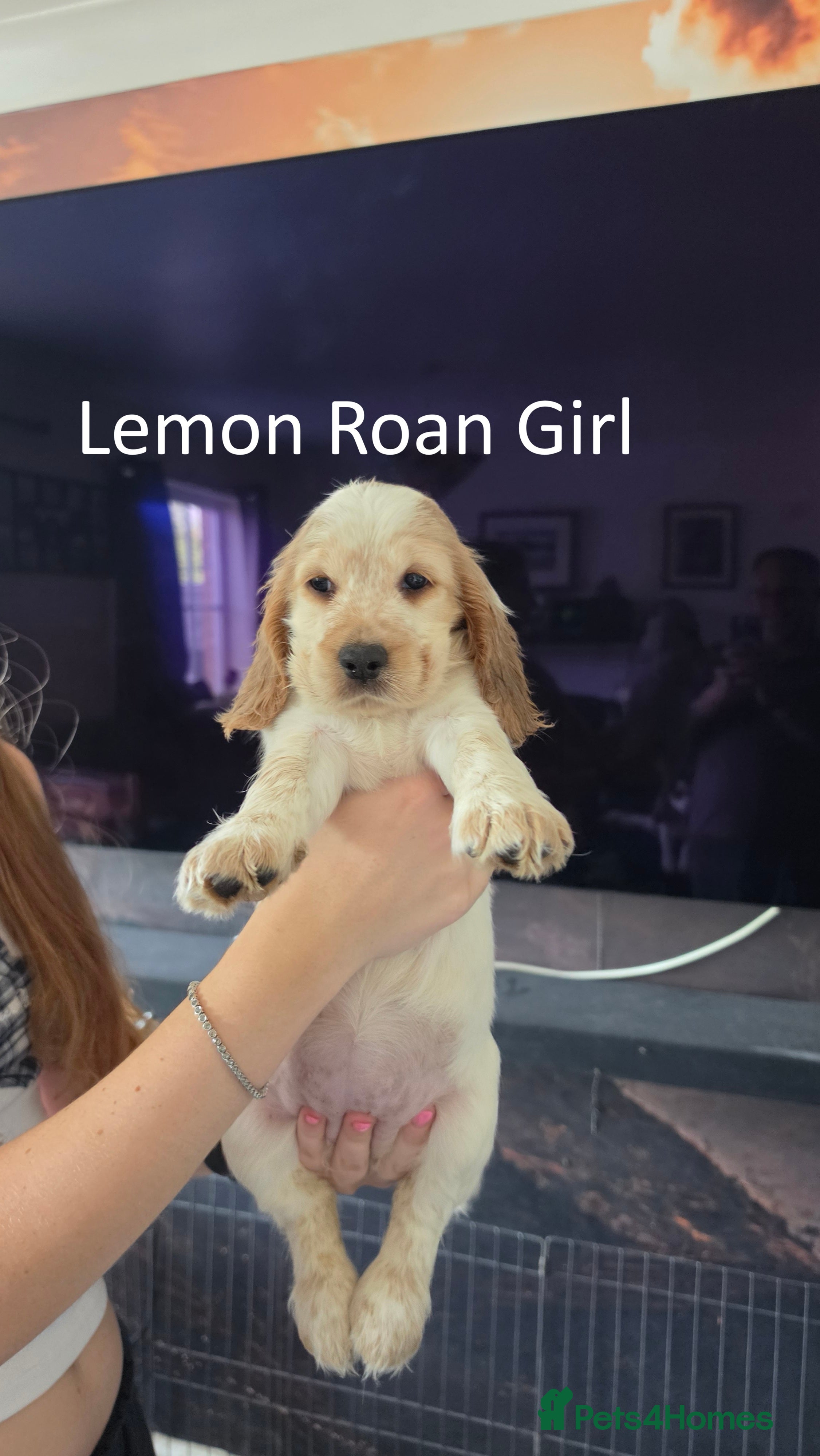 Cocker Spaniel dogs 6 Beautiful Cocker Spaniel Puppies avail. 10th Aug - Advert 2