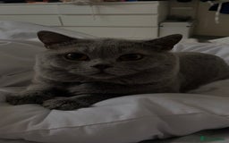 British Shorthair cats for sale: British shorthair  - Image 6