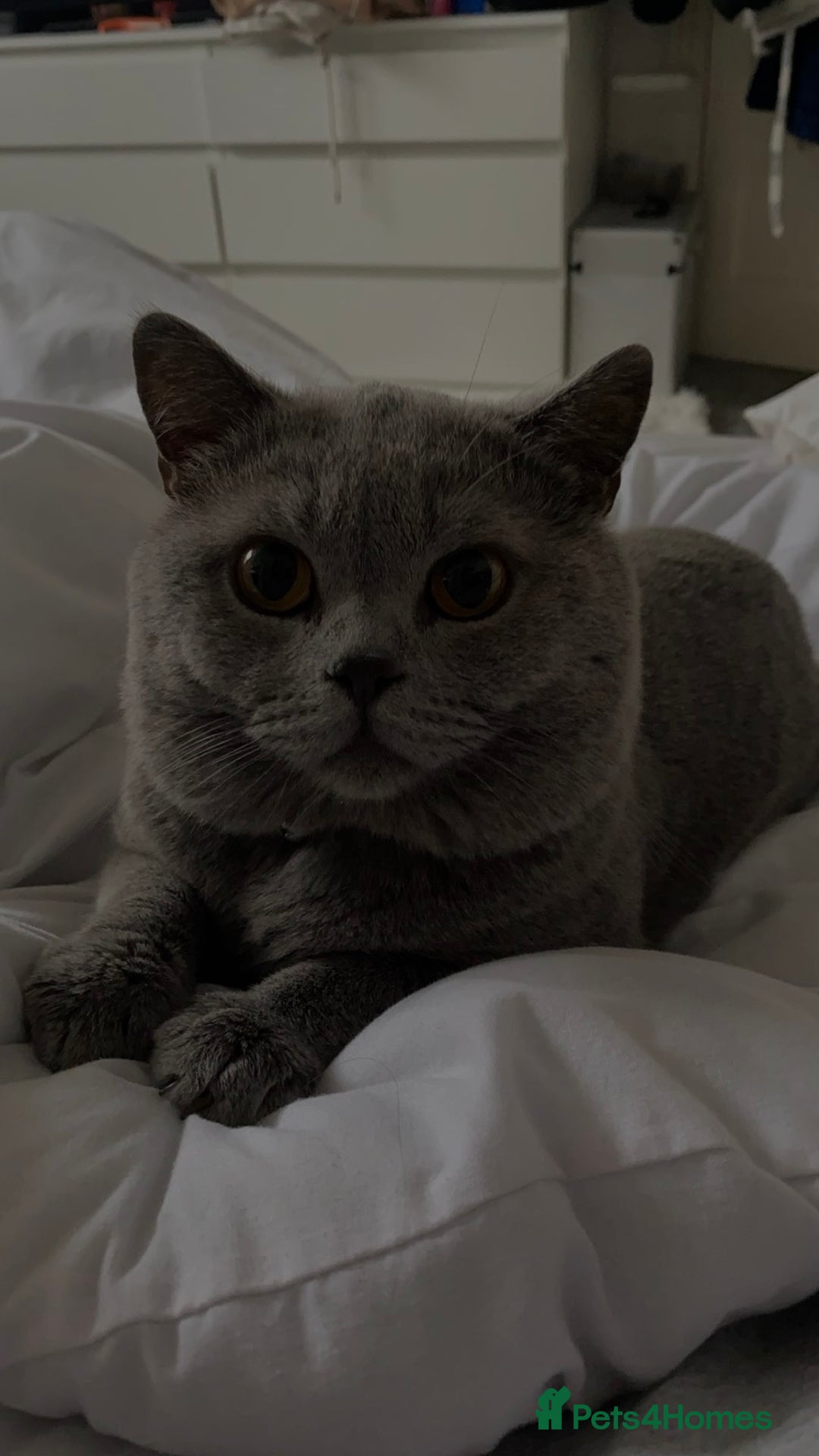 British Shorthair cats for sale: British shorthair  - Image 6
