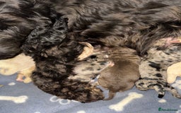 Cockapoo dogs for sale: Stunning F1B Cockapoos  - Image 4