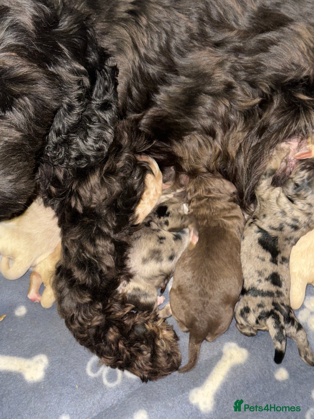 Cockapoo dogs for sale: Stunning F1B Cockapoos  - Image 4