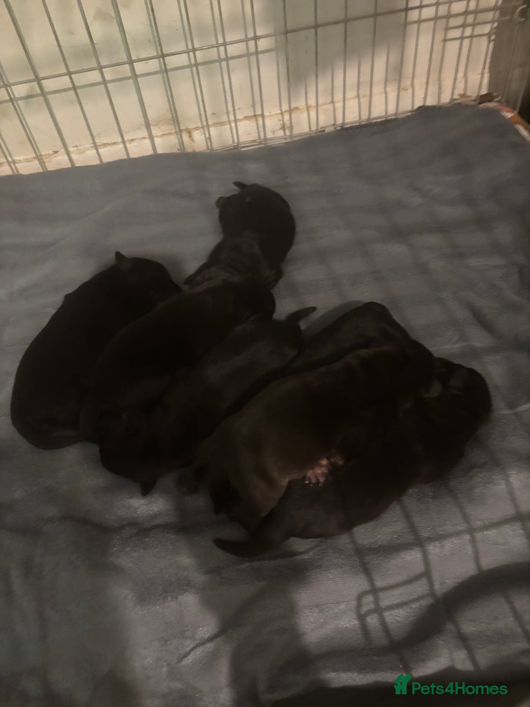 Cane Corso dogs for sale: 7 beautiful cane corso puppies  - Advert 8