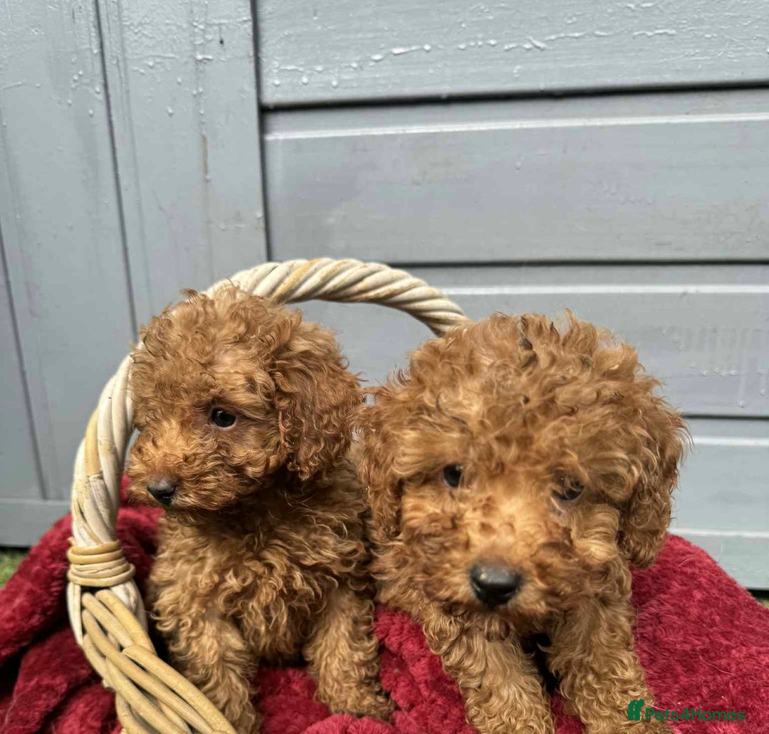 Toy Poodle dogs for sale: Toy poodle puppies looking for their forever home  - Image 3