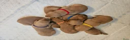 Labrador Retriever dogs for sale: KC REG BEAUTIFUL CHUNKY FOX RED LABRADOR PUPPIES in Wisbech - Advert 13