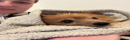Mixed Breed dogs for sale: Rehoming peanuts 🥜  - Advert 6