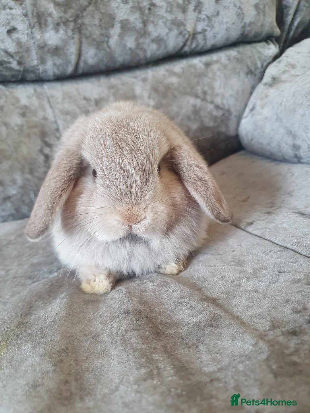 Mini Lop rabbits for sale: 2 gorgeous mini lop babies  - Image 8