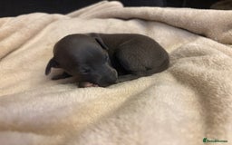 Italian Greyhound dogs for sale: KC Italian Greyhound Puppies  - Image 18
