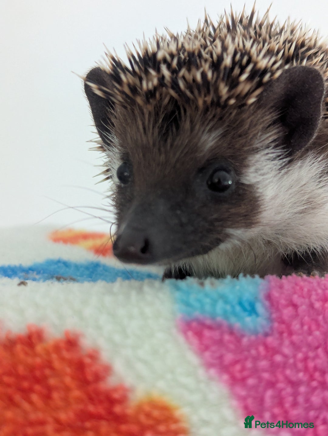 Pygmy Hedgehog rodents for sale: REDUCED PRICE!!! Gorgeous Hoglets/ READY NOW!!!! - Image 14