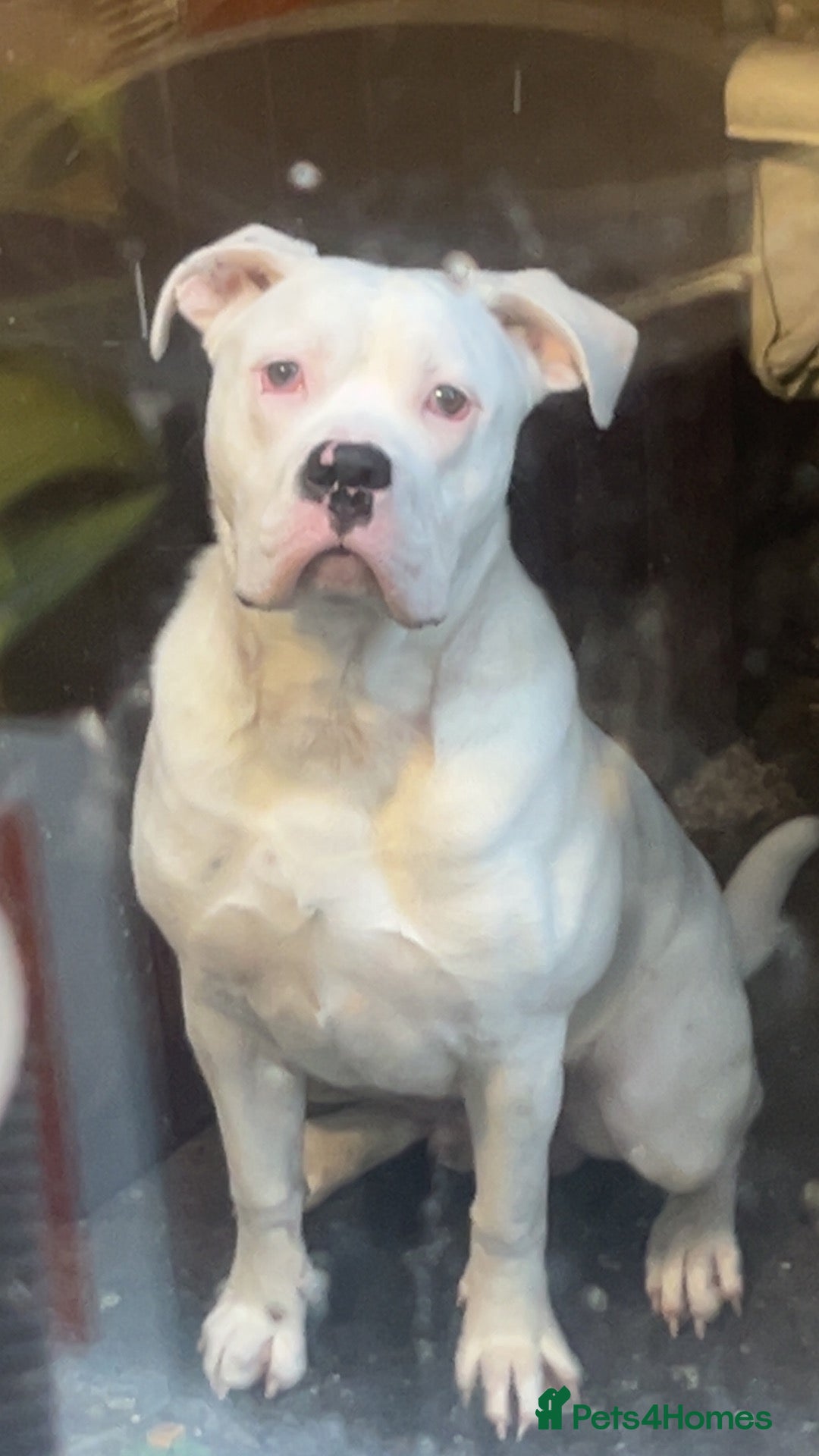 Mixed Breed dogs American bulldog x cane corso stud  - Advert 17
