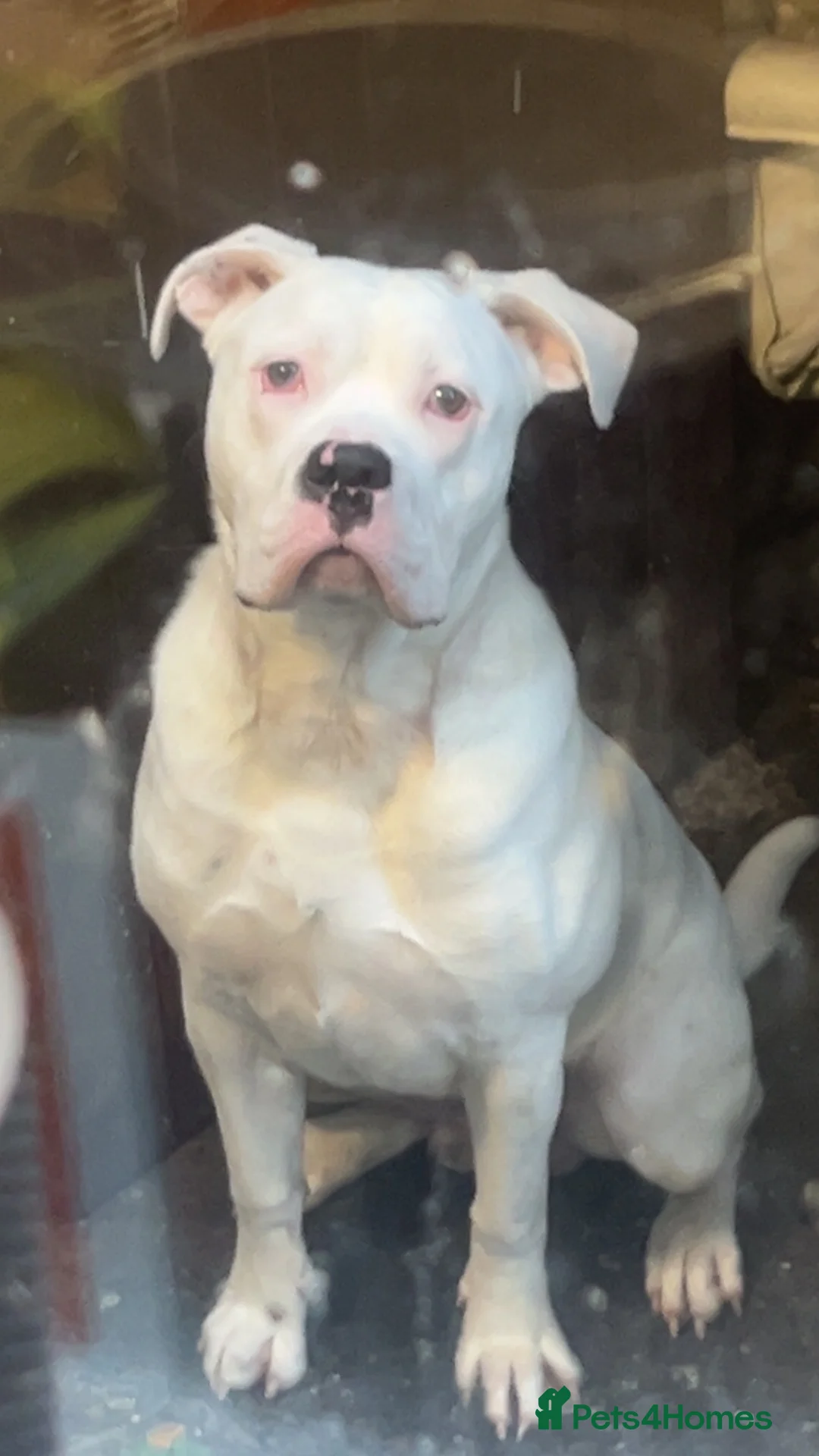 Mixed Breed dogs for stud: American bulldog x cane corso stud  in Caernarfon - Advert 1