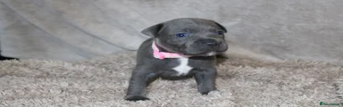 KC Blue Staffy Girl – Light Pink Collar | Champion Bloodline