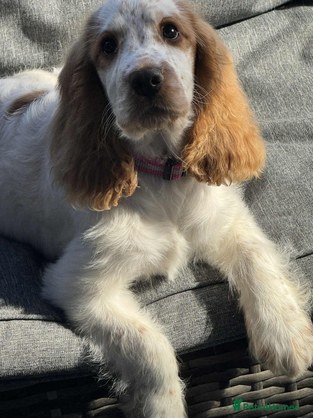 Cocker Spaniel dogs for sale: English show cocker spaniel  - Advert 1