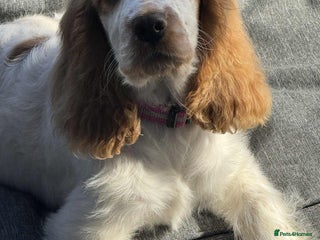 Cocker Spaniel dogs English show cocker spaniel - Advert 1