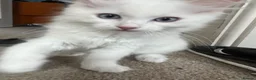 Ragdoll cats for sale: Gorgeous Ragdoll Kittens - Advert 6