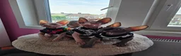 Sphynx cats for sale: Amazing blue eye boy TICA and GCCF, DBE program - Advert 6