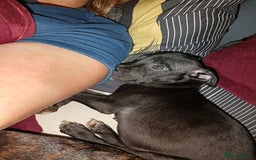 Mixed Breed dogs for sale: Staffy cross  - Image 5