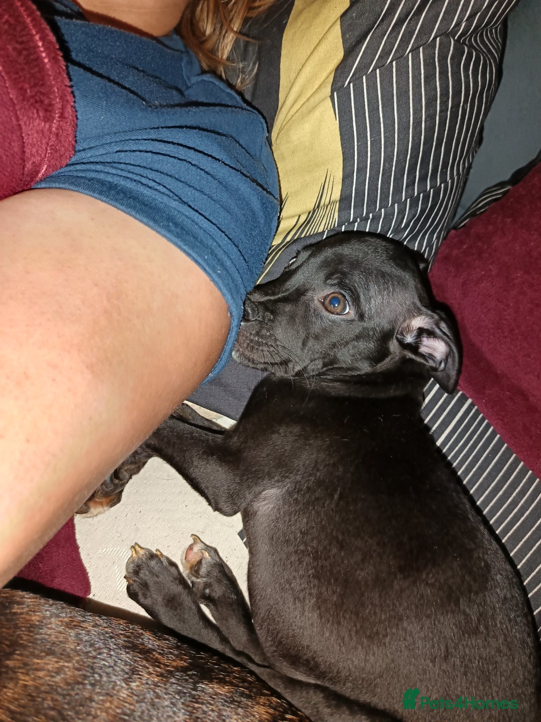 Mixed Breed dogs for sale: Staffy cross  - Image 5