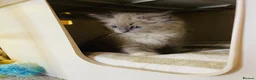 Ragdoll cats for sale: Quality Ragdoll Kittens 🩷 Ready Now  - Advert 13