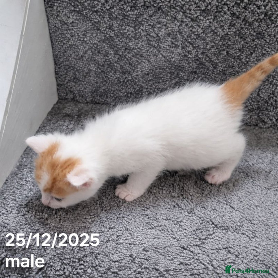 Mixed Breed cats for sale: Beautiful Kittens for Sale – 3 Females & 3 Males - Advert 8