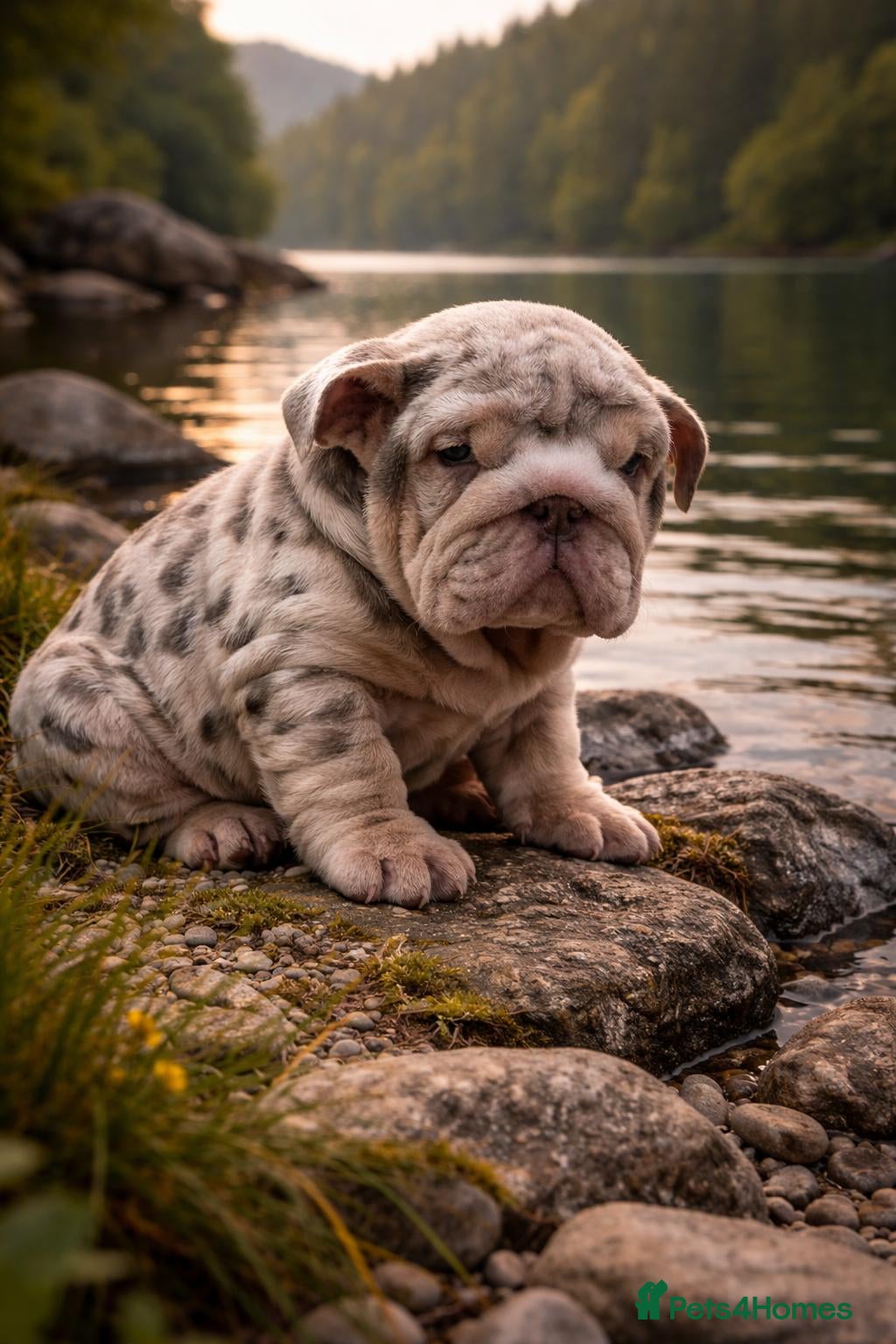 English Bulldog dogs Kc reg Bulldog babies  - Advert 2