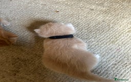 Mixed Breed cats for sale: 5 kittens for sale  - Image 14