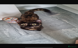 Mixed Breed cats for sale: 4x kittens for sale  - Image 6
