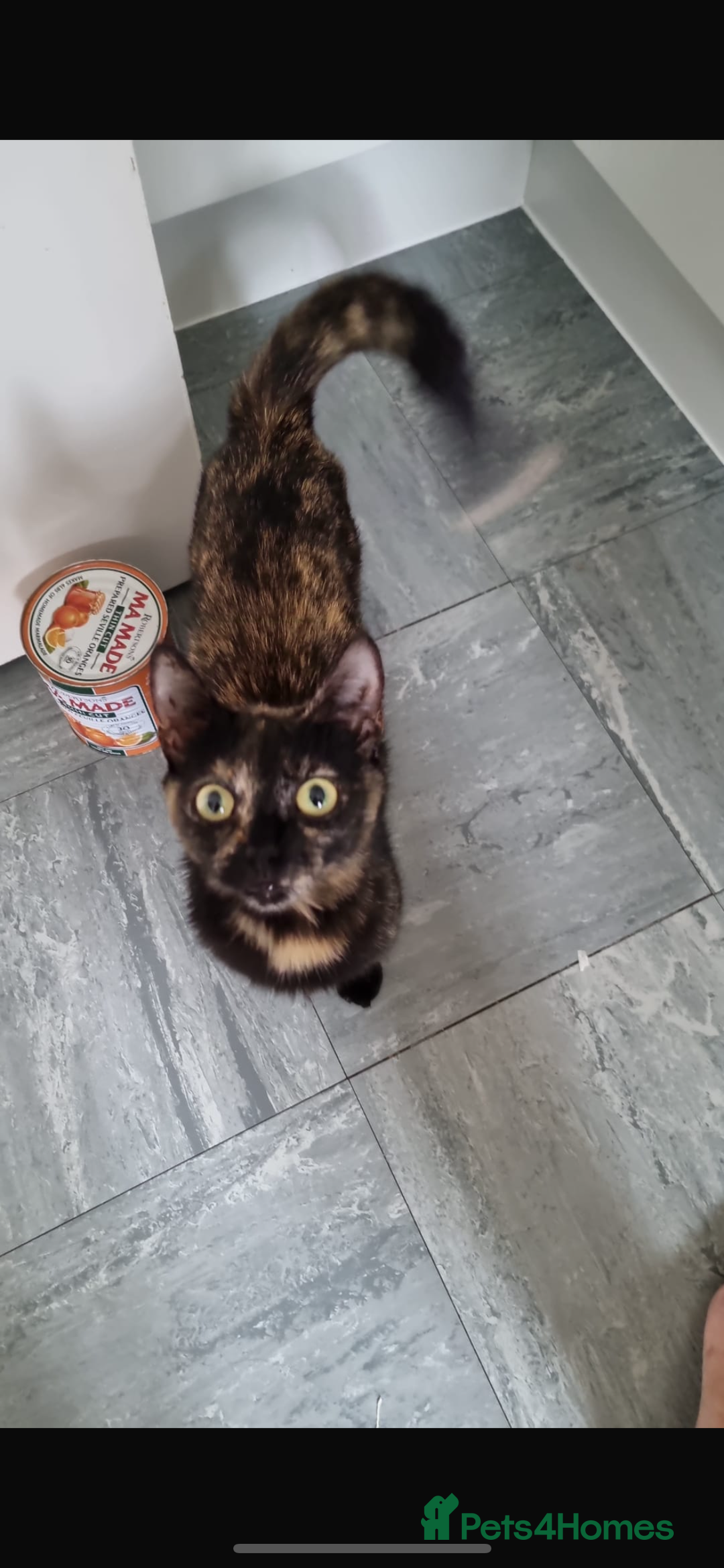 Mixed Breed cats for sale: 4x kittens for sale  - Image 6