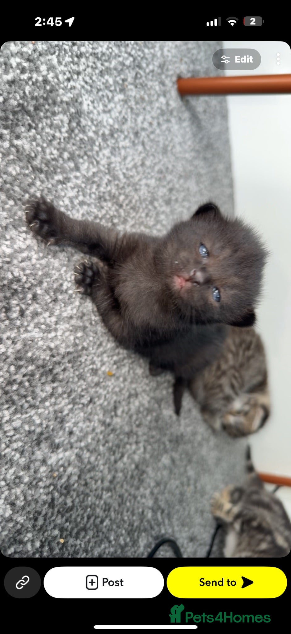 Mixed Breed cats Adorable kittens  - Advert 11