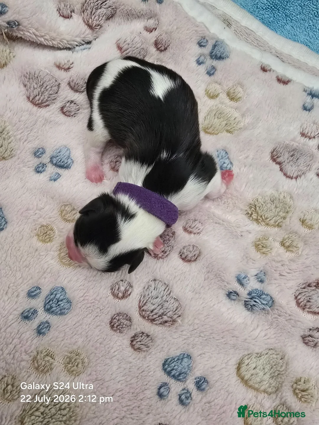 Lhasa Apso dogs for sale: KC REG LHASO APSO PUPS  - Advert 2