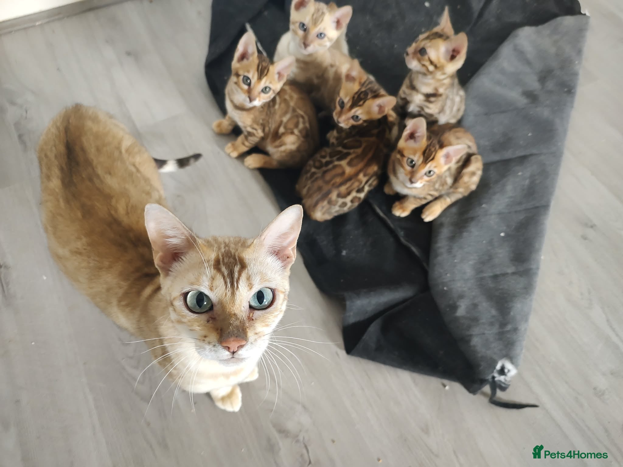Bengal cats Bengal kittens - Advert 2
