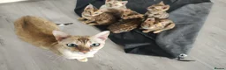 Bengal cats for sale: Bengal kittens - Advert 1
