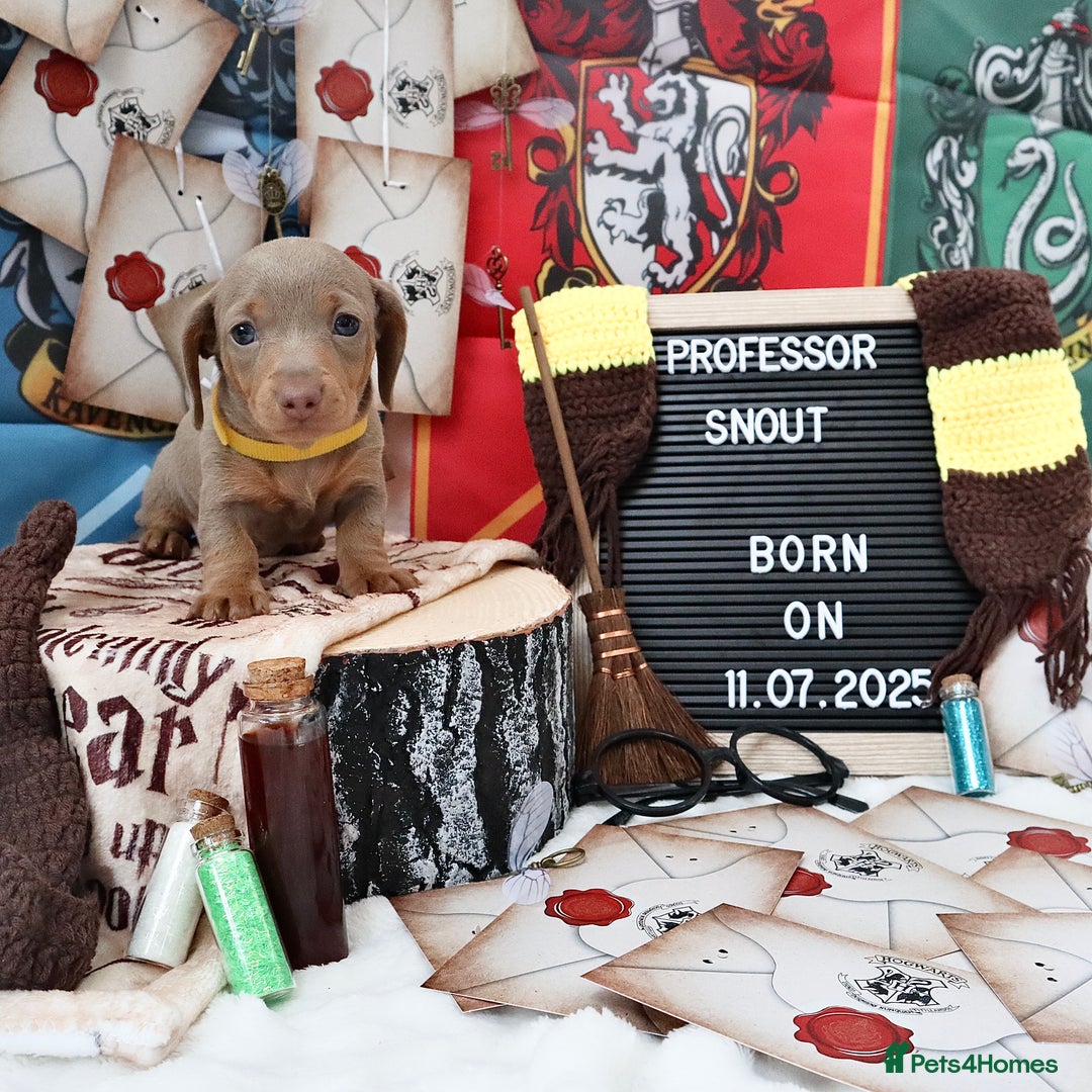 Miniature Dachshund dogs for sale: KC Reg short haired miniature dachshunds - Image 17