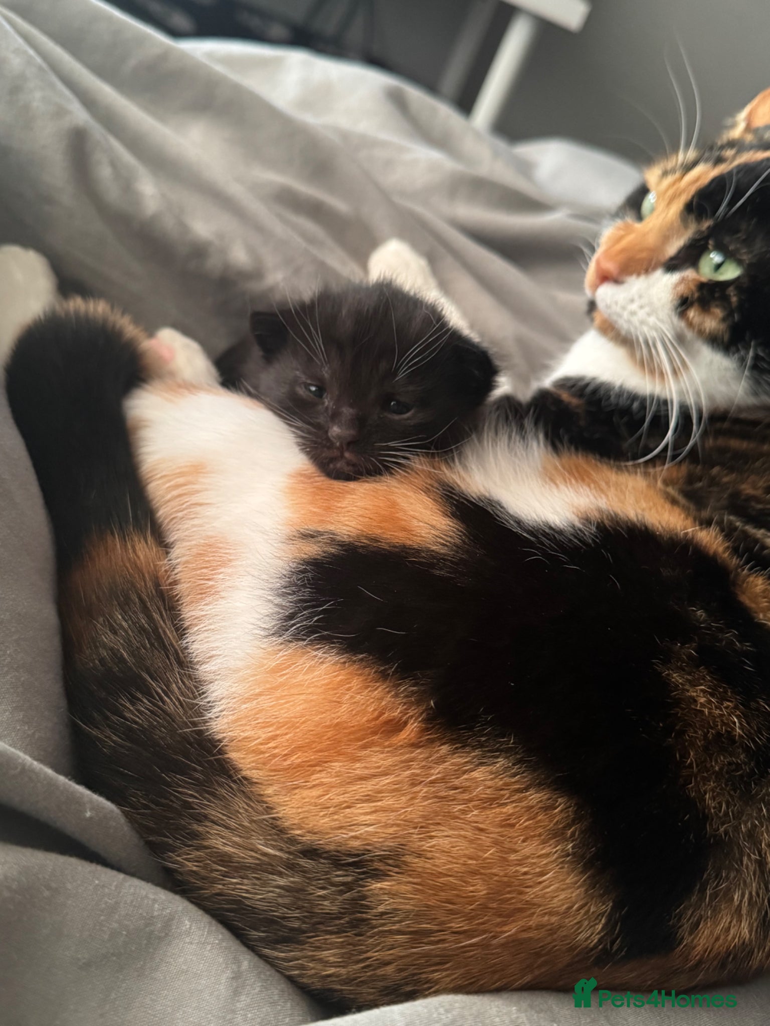 Domestic Shorthair cats Black and white kitten - Advert 1