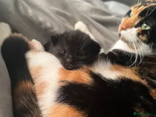 Domestic Shorthair cats Black and white kitten - Advert 13