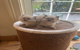 Ragdoll cats for sale: Pedigree Mink Ragdoll kittens  - Image 19
