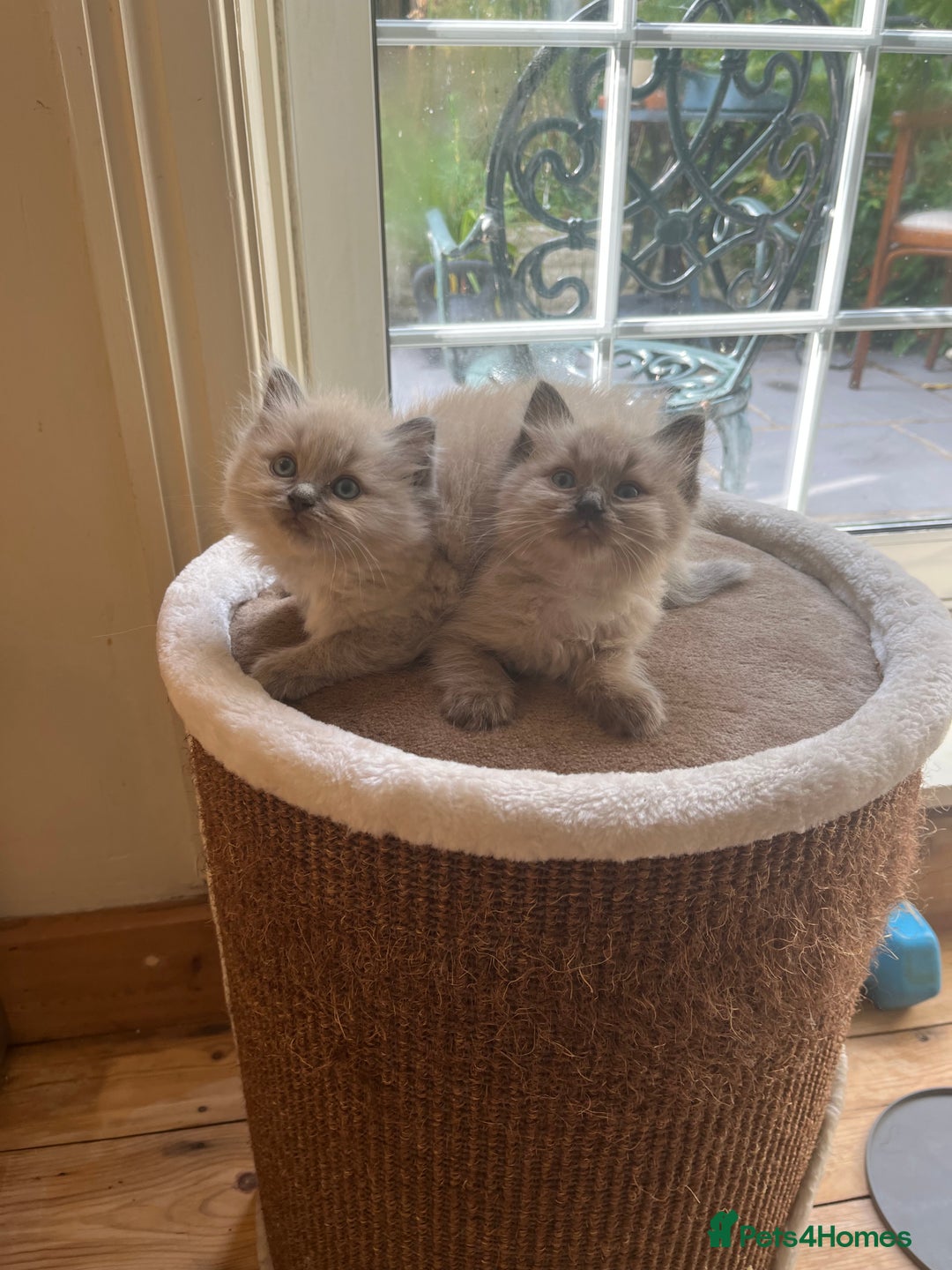 Ragdoll cats for sale: Pedigree Mink Ragdoll kittens  - Image 19