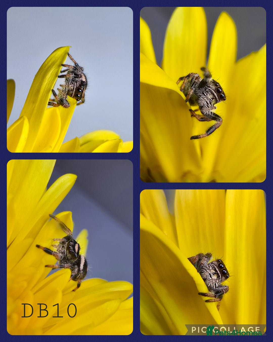 Spiders invertebrates for sale: Phidippus regius Apalachicola  - Image 3