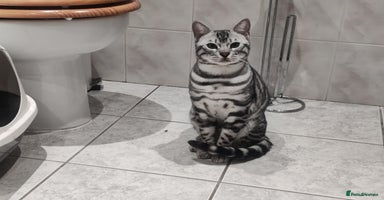Bengal cats - Advert 12