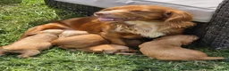 Cocker Spaniel dogs for sale: Beautiful Cocker Spaniel puppies - Advert 3