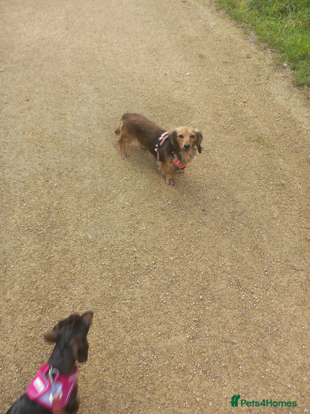 Dachshund dogs for stud: Long coated miniature dachshund  - Advert 2