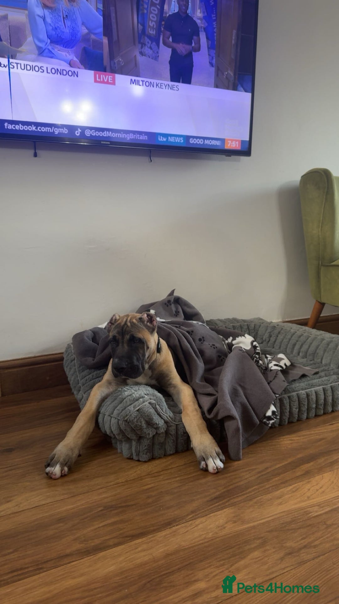 Presa Canario dogs for sale: Presa Canario Puppy  - Image 1