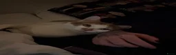 Domestic Shorthair cats for sale: Sushi  - Advert 5