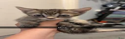 British Shorthair cats for sale: Tabby kittens - Advert 5