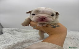 English Bulldog dogs for sale: 10 British Bulldog puppies 🐶  - Image 32