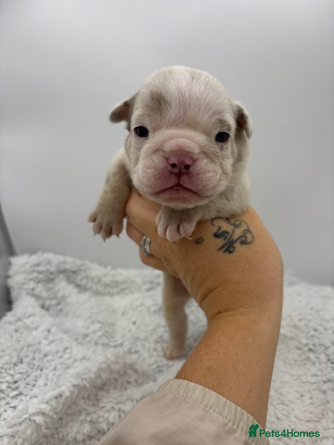 English Bulldog dogs for sale: 10 British Bulldog puppies 🐶  - Image 32