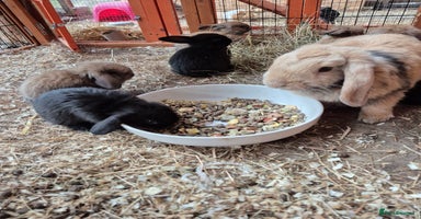 English Lop rabbits - Advert 12