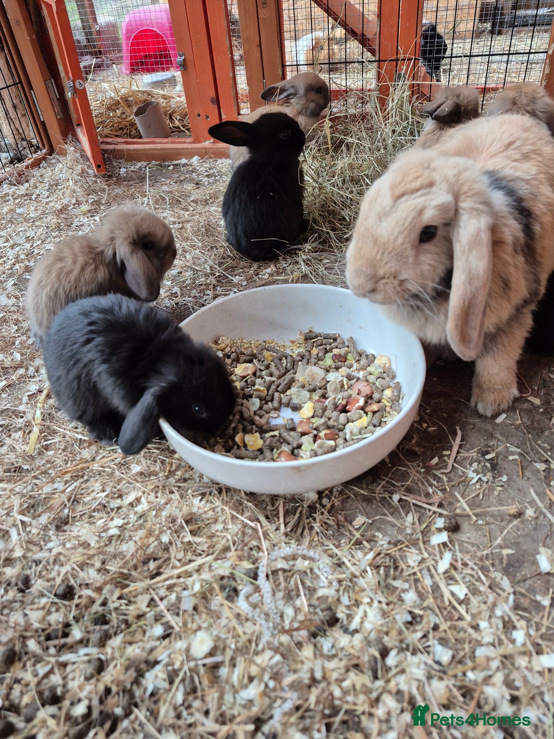 English Lop rabbits for sale: Rabbits  - Image 2