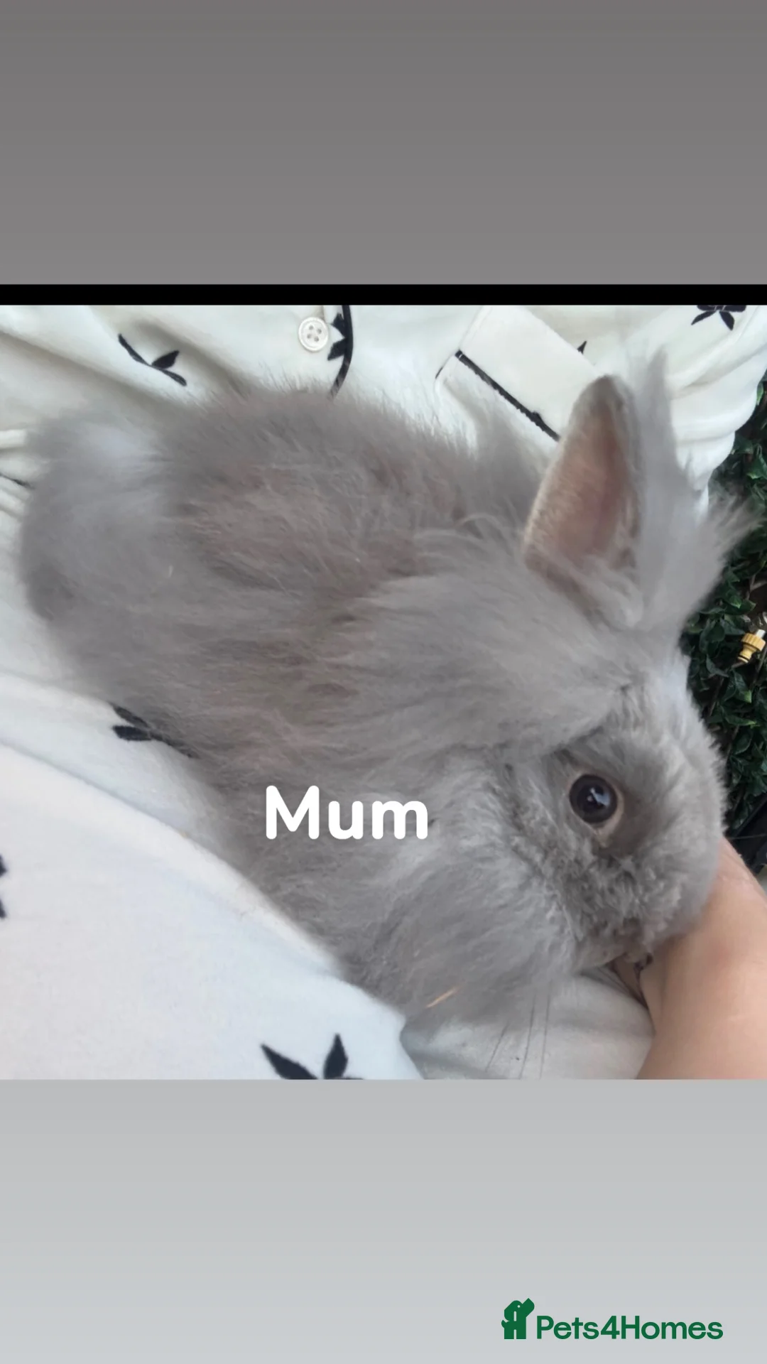 Lionhead rabbits for sale: Lionhead bunnies ready June 6th - Advert 2