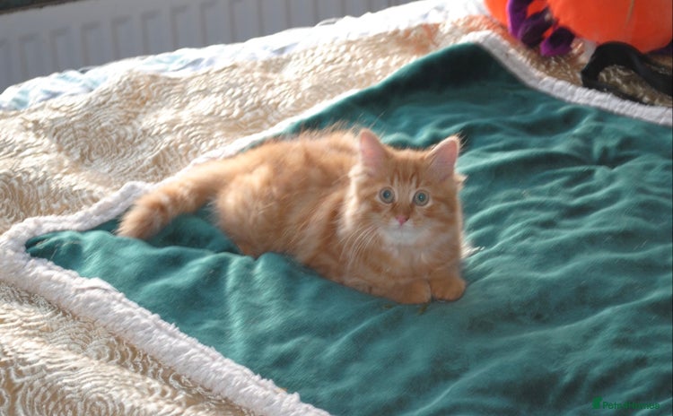 Mixed Breed cats - Advert 1